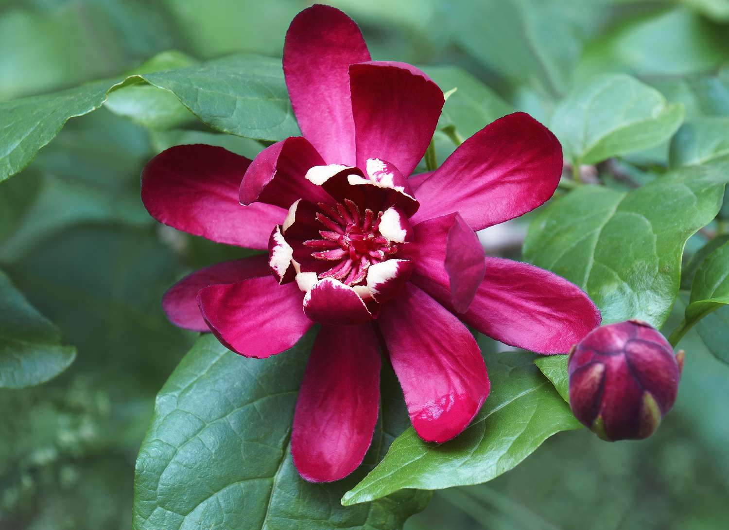 close up of a sweetshrub bloom in burgundy color
