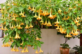 angel trumpet flowers hanging