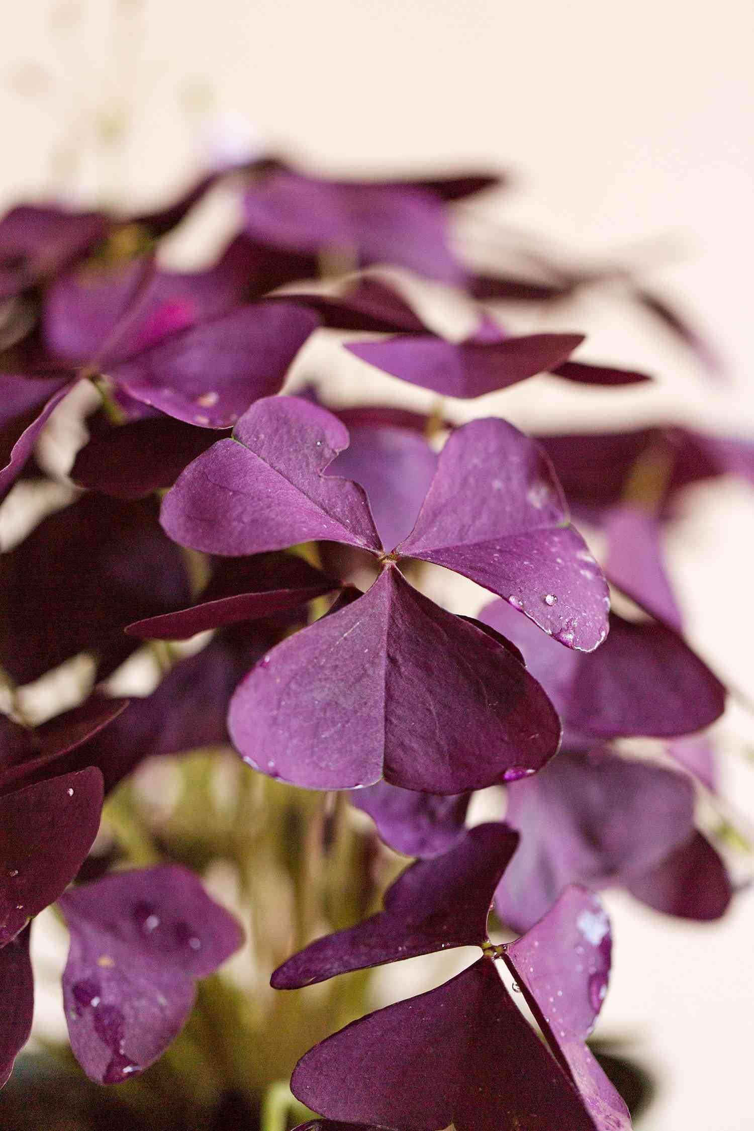 purple oxalis plant