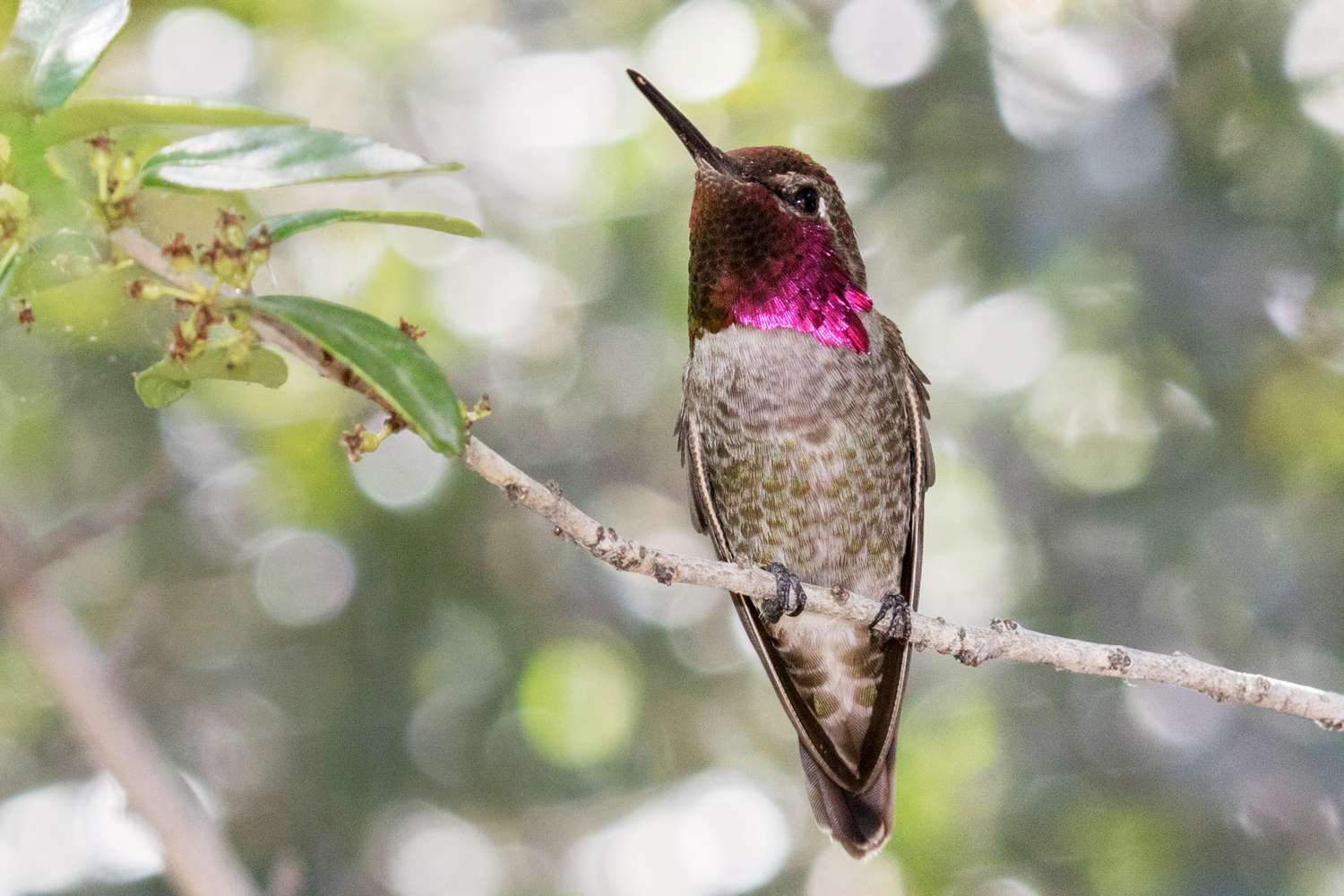 annas hummingbird