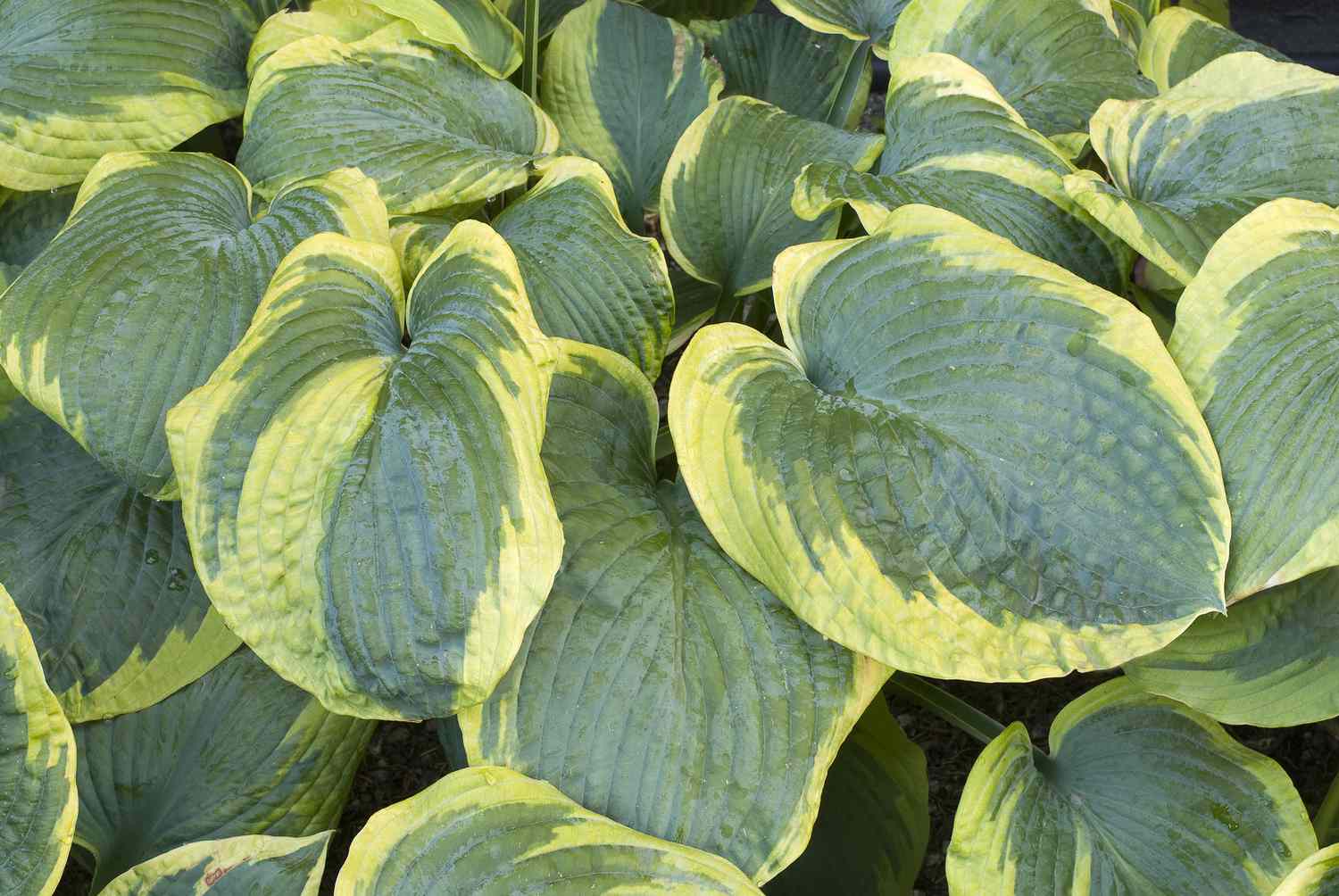 Variegated leaves of Frances Williams hosta plant.