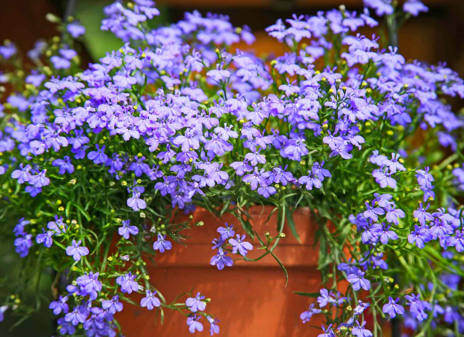 Lobelia with purple booms in a terra cotta pot outdoors