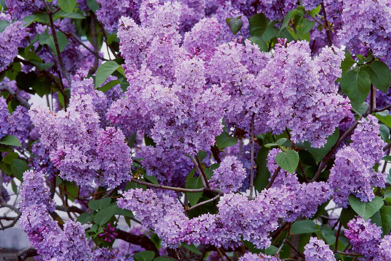 Lilac bush with purplish flowers.