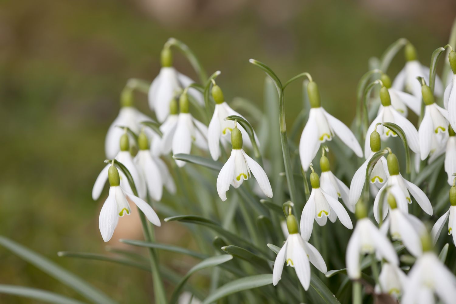 Snowdrop flowers 