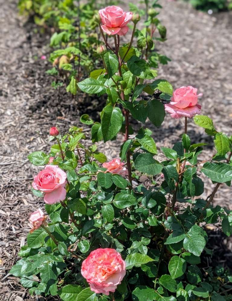 Rose bushes with multiple blooms in a garden setting