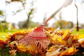 A rake in use near a pile of autumn leaves on grass