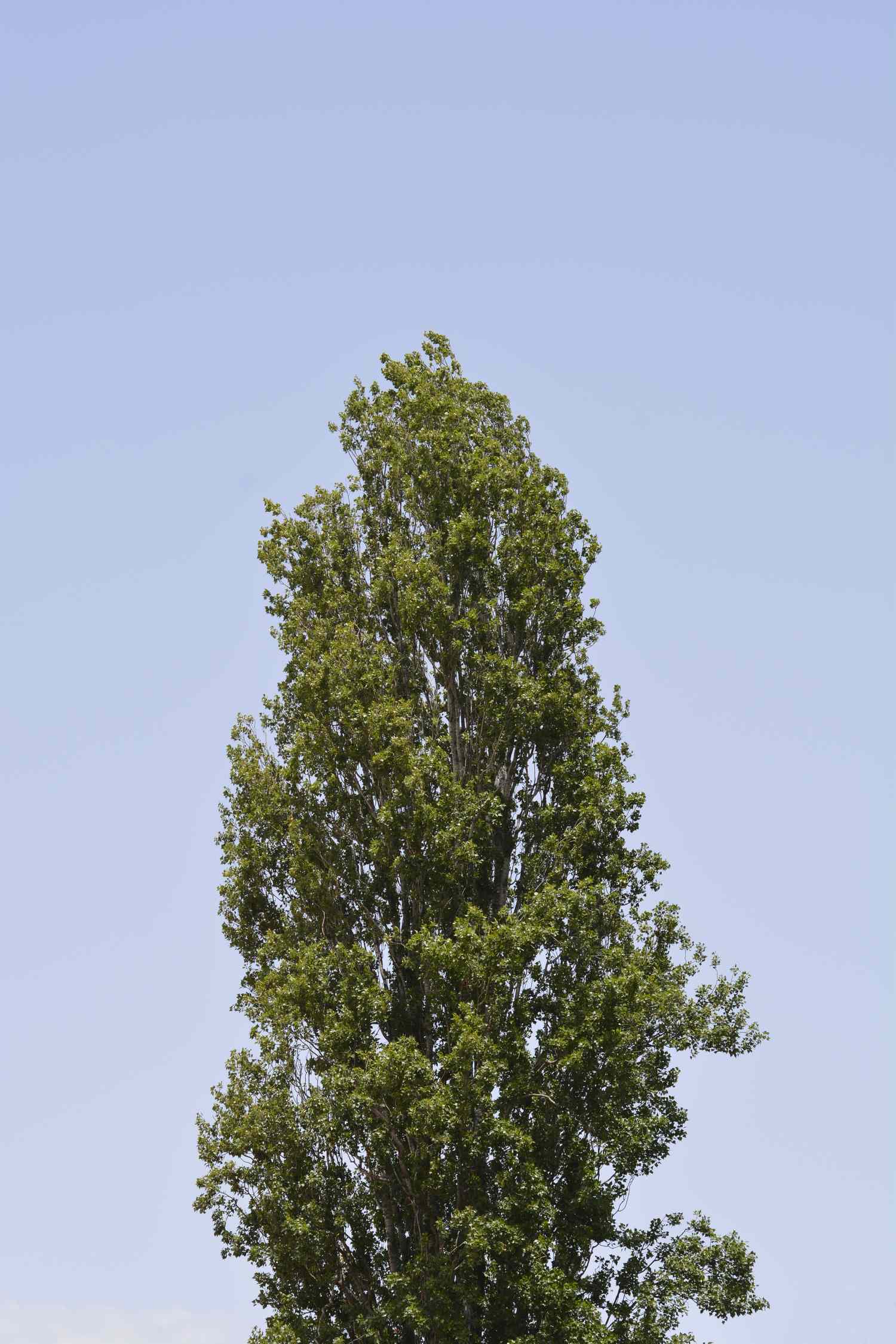 Lombardy poplar tree against blue sky - Latin name - Populus nigra var. italica