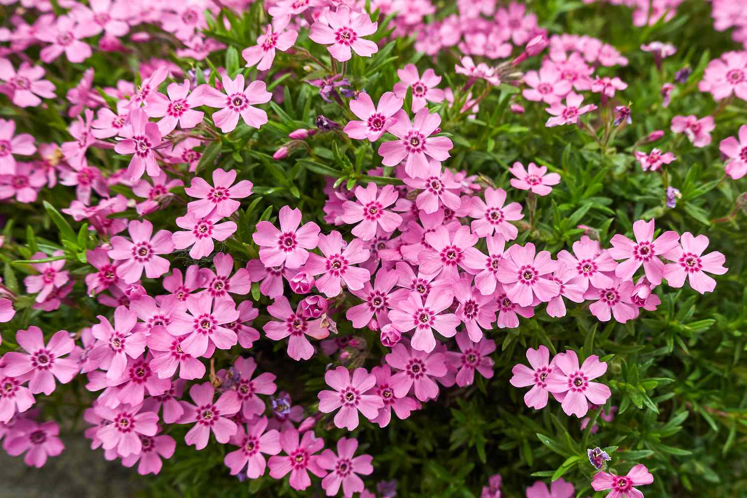 Pink moss phlox flowers
