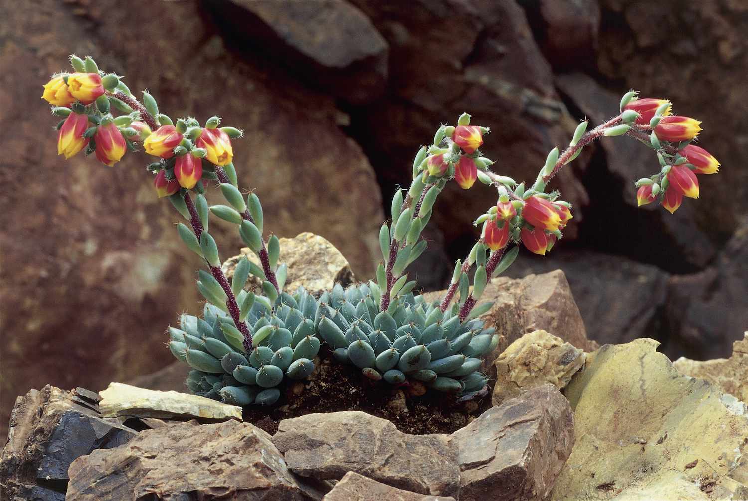 A flowering echeveria 