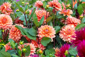 dahlias