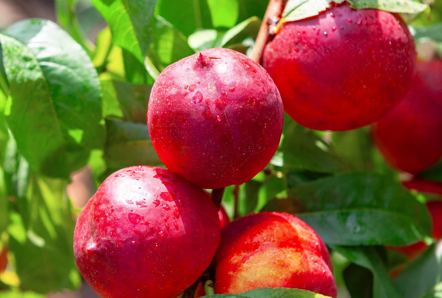 Ripe nectarines on a tree with green leaves