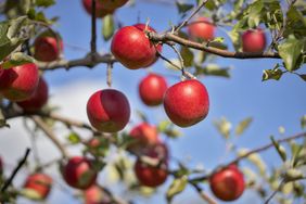 apple tree