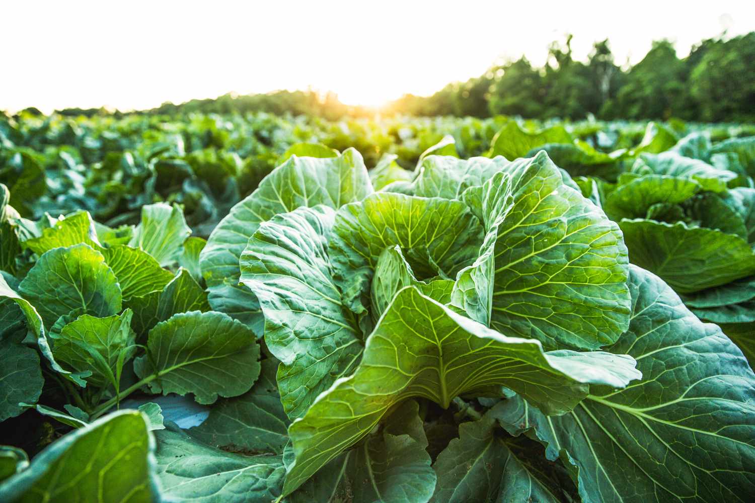 Closeup of cabbage in a field