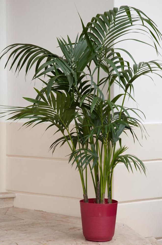 cat palm tree in red container