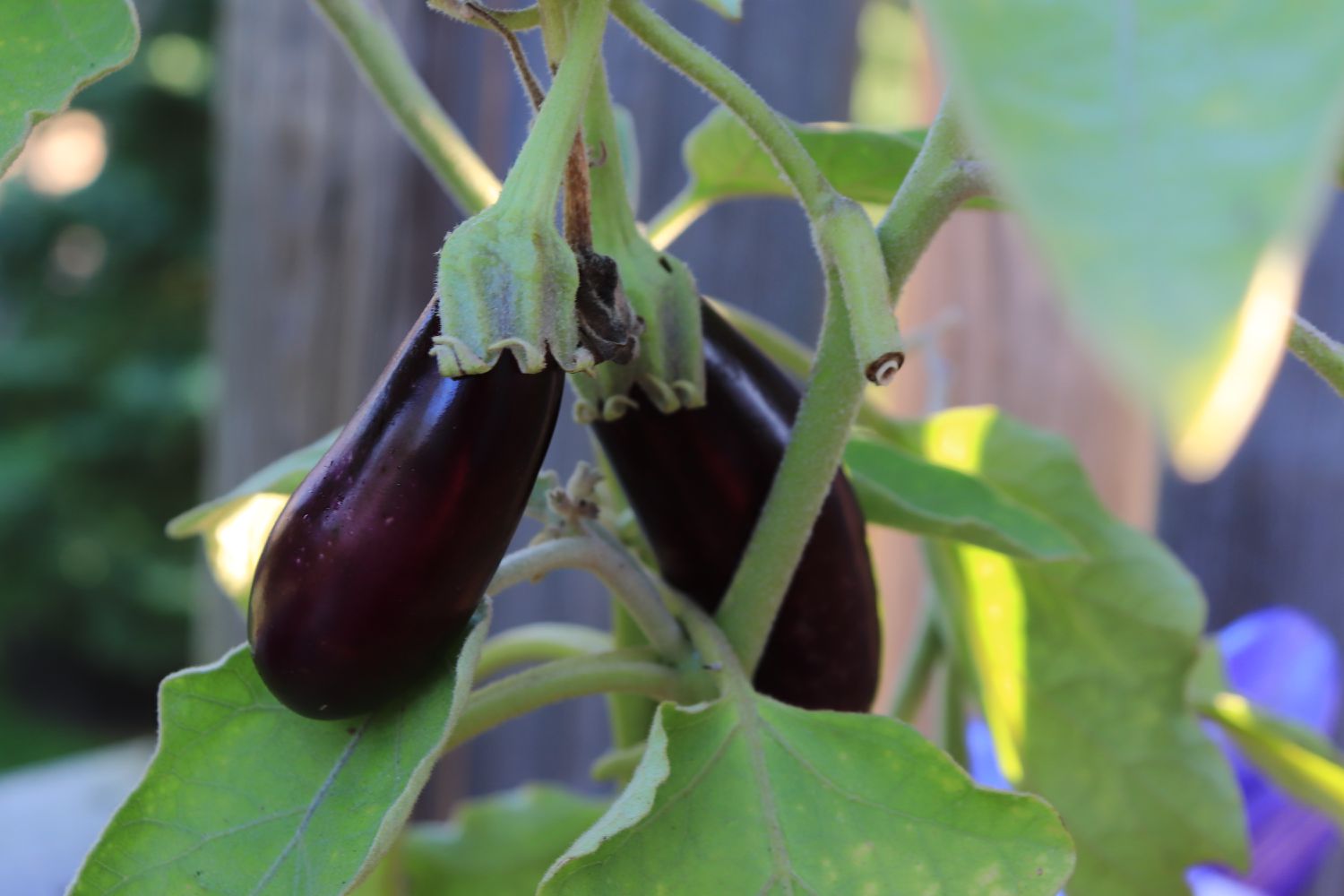 Purple organic brinjal/egg plant growing in a pot/vegetable/balcony garden
