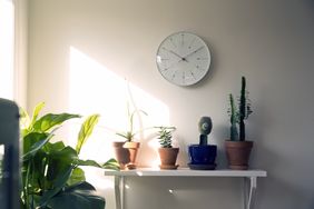 A wall clock above a shelf with potted plants