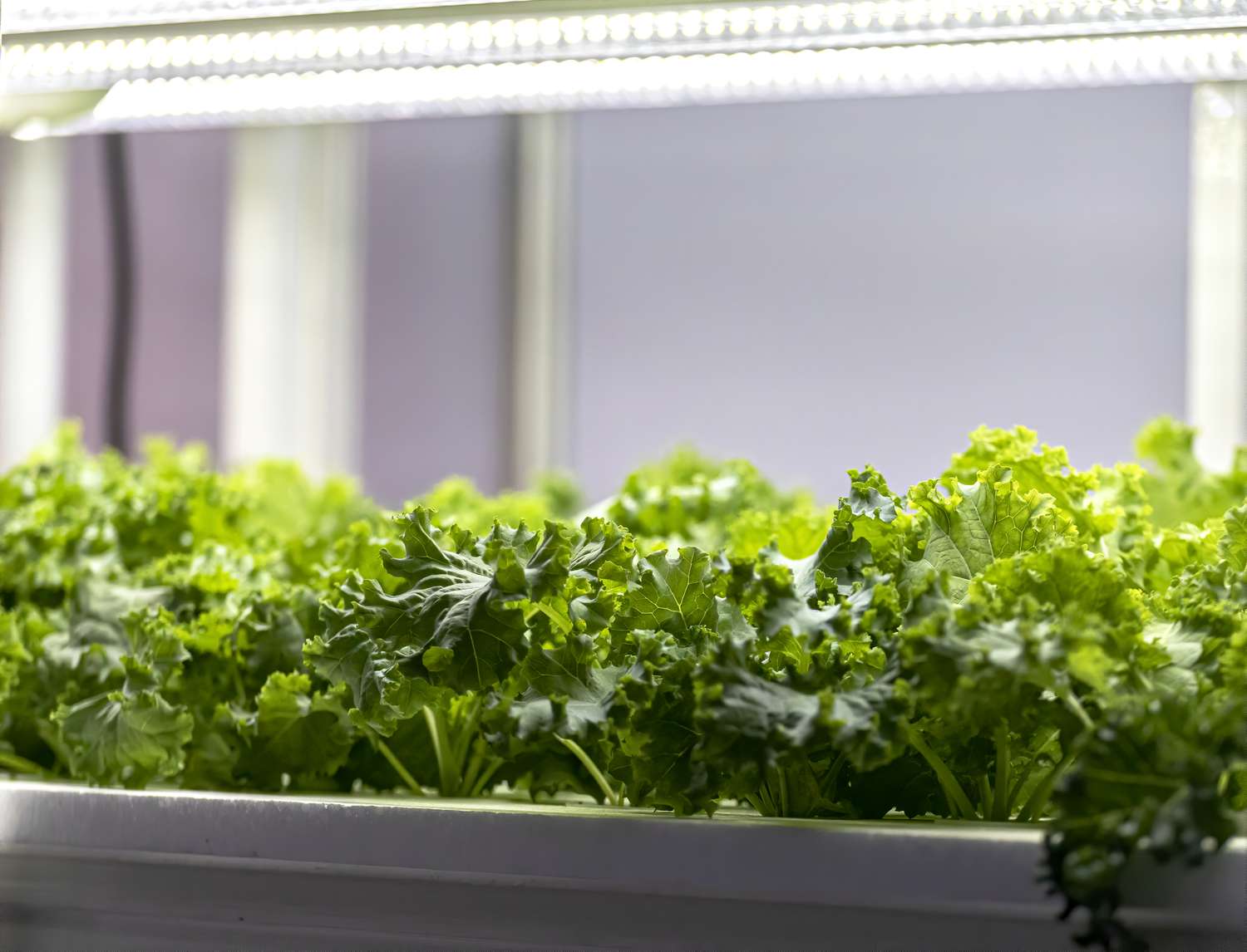 a hydroponic garden