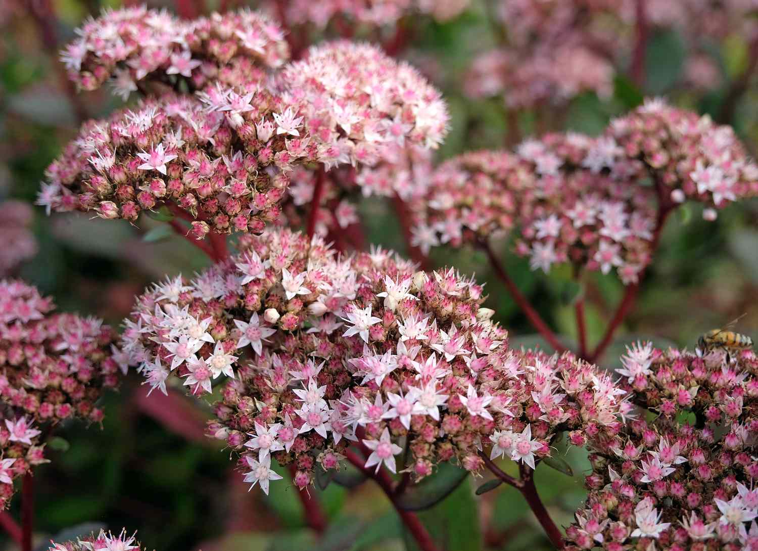 close up of a stonecrop plant