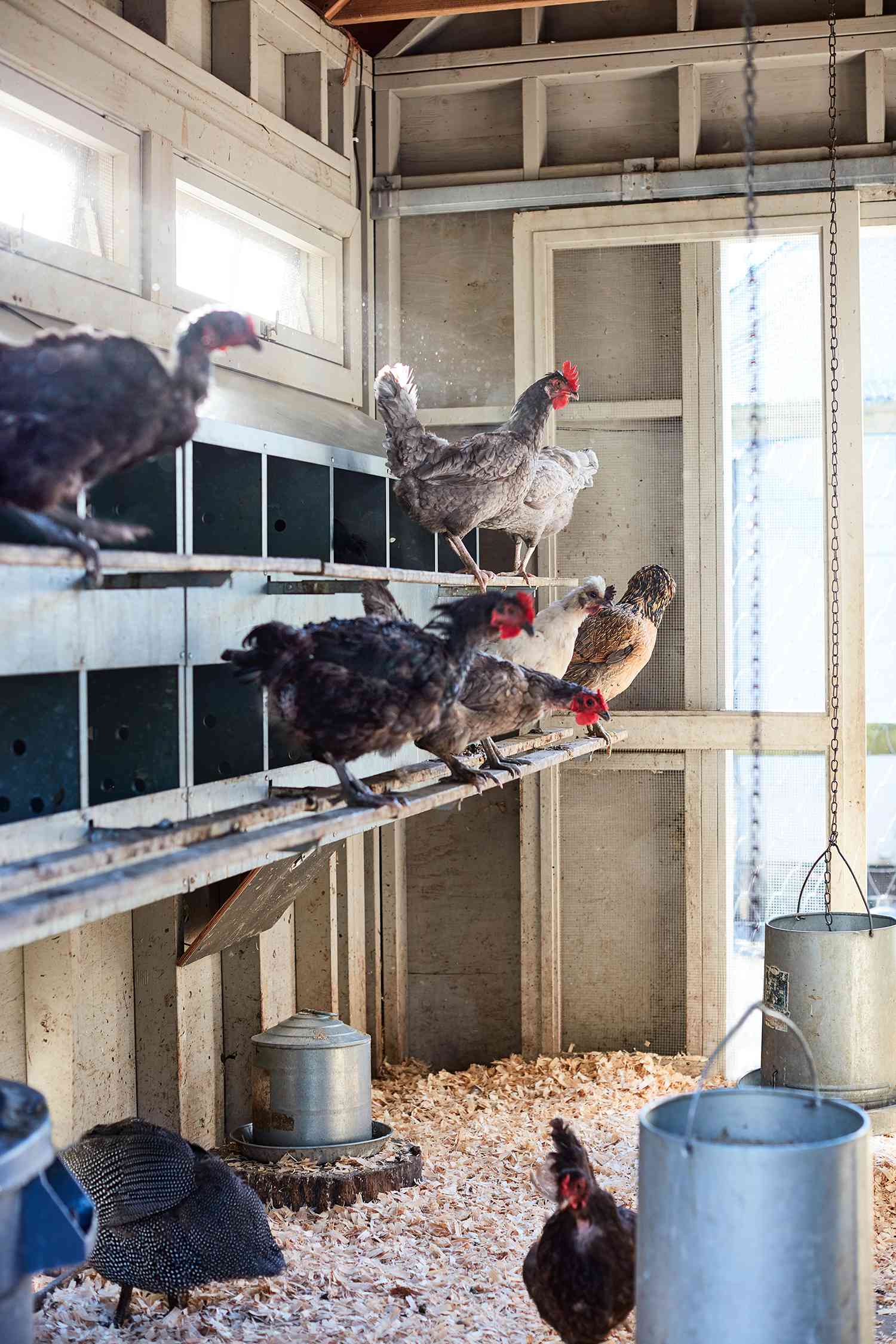 chickens standing on bars in coup