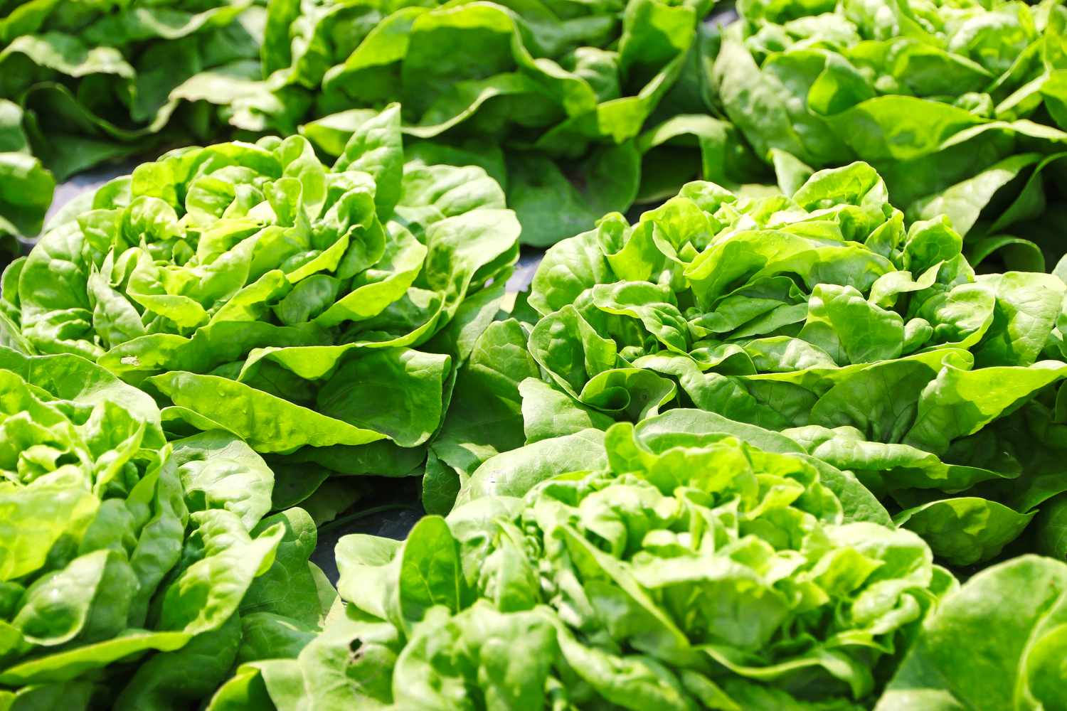 Lettuce in the garden