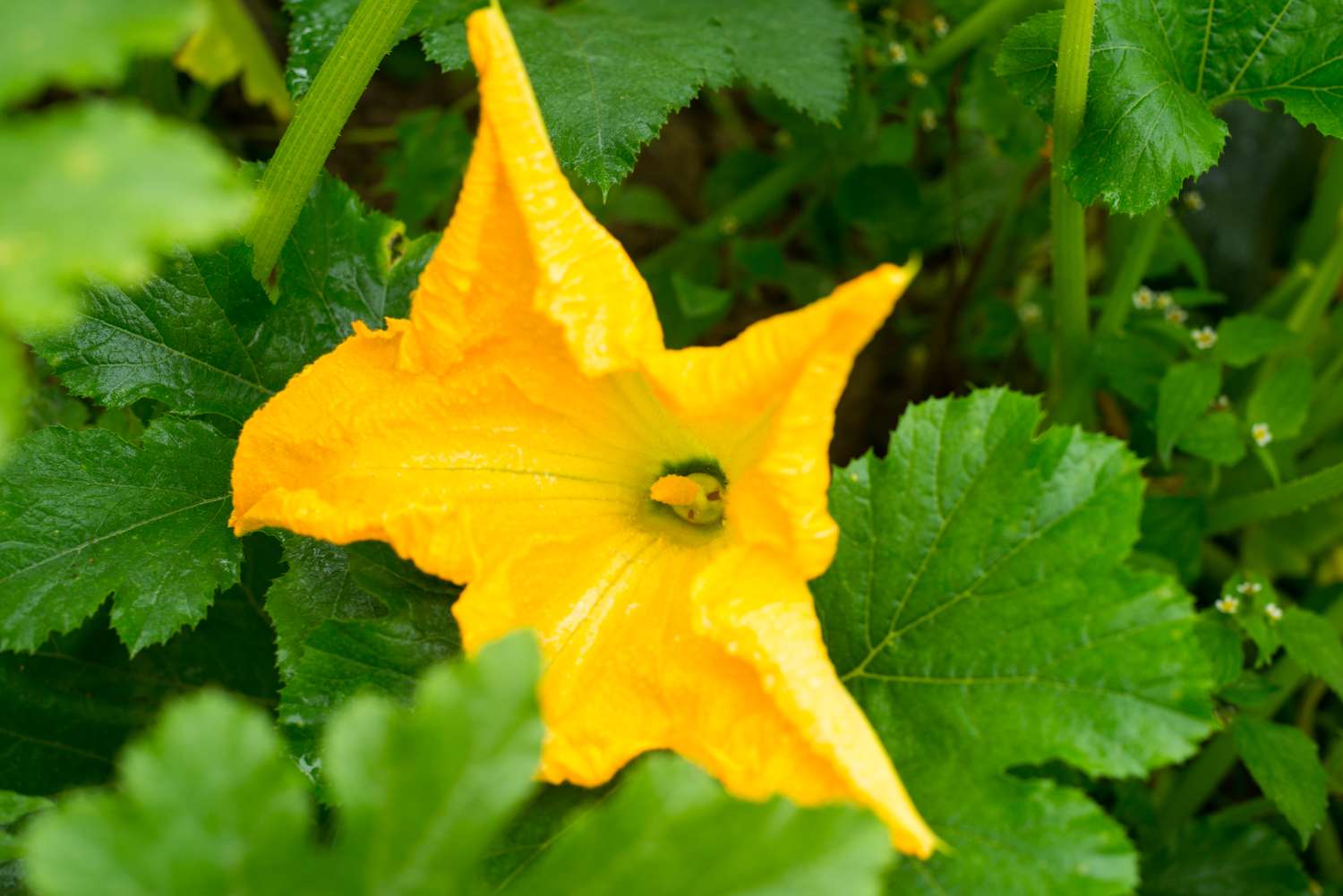 Zucchini (Cucurbita pepo) yellow flower and green leaves. Close up.