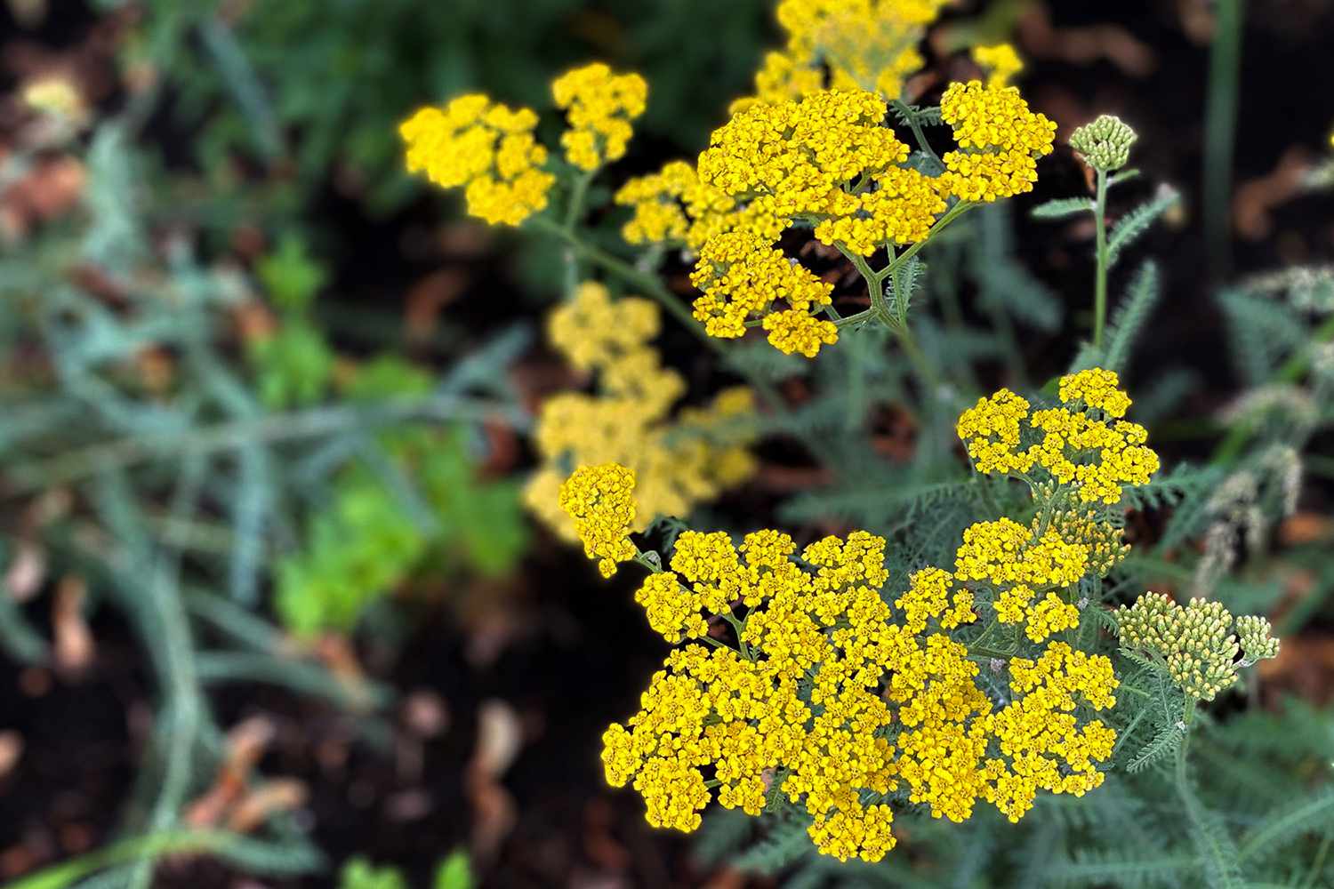 Yellow yarrow