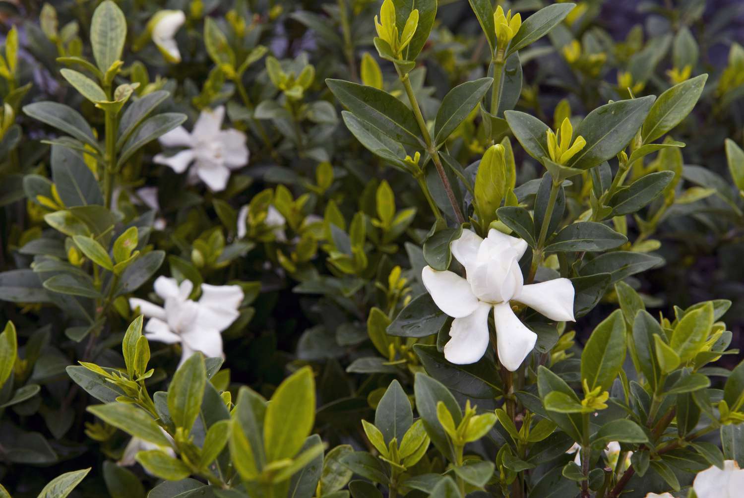 Gardenia 'Jubilation'