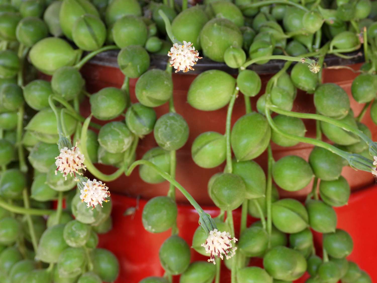 String of pearls plant blooming