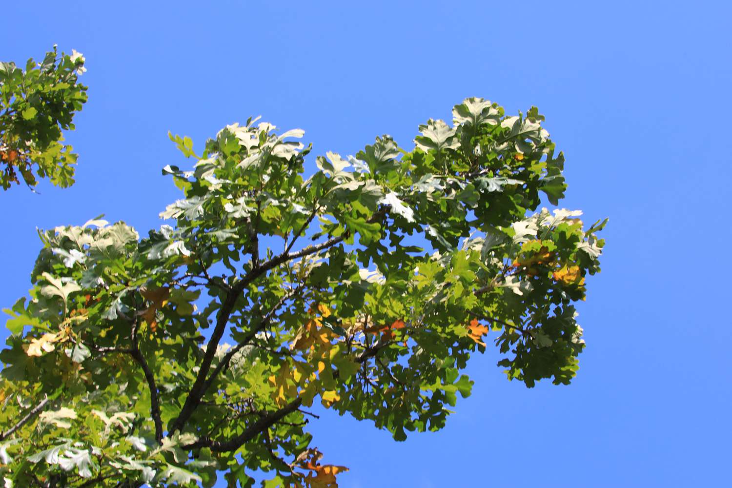 Tree branches with leaves against a clear blue sky
