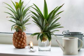 pineapple crown growing