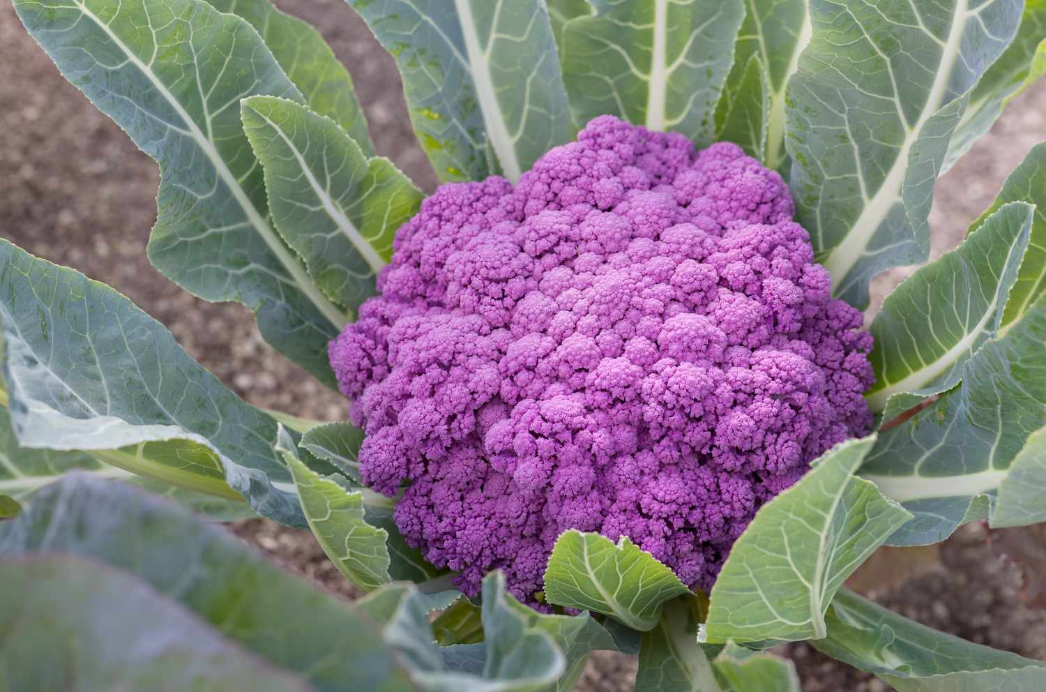 Purple cauliflower growing in a farm
