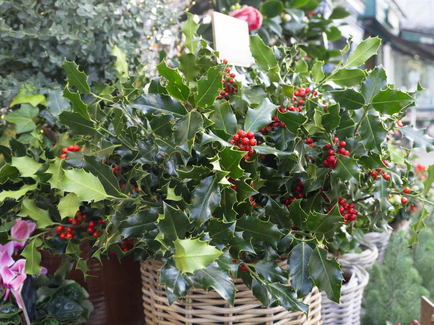 Baskets of holly branches with red berries on display at an outdoor market