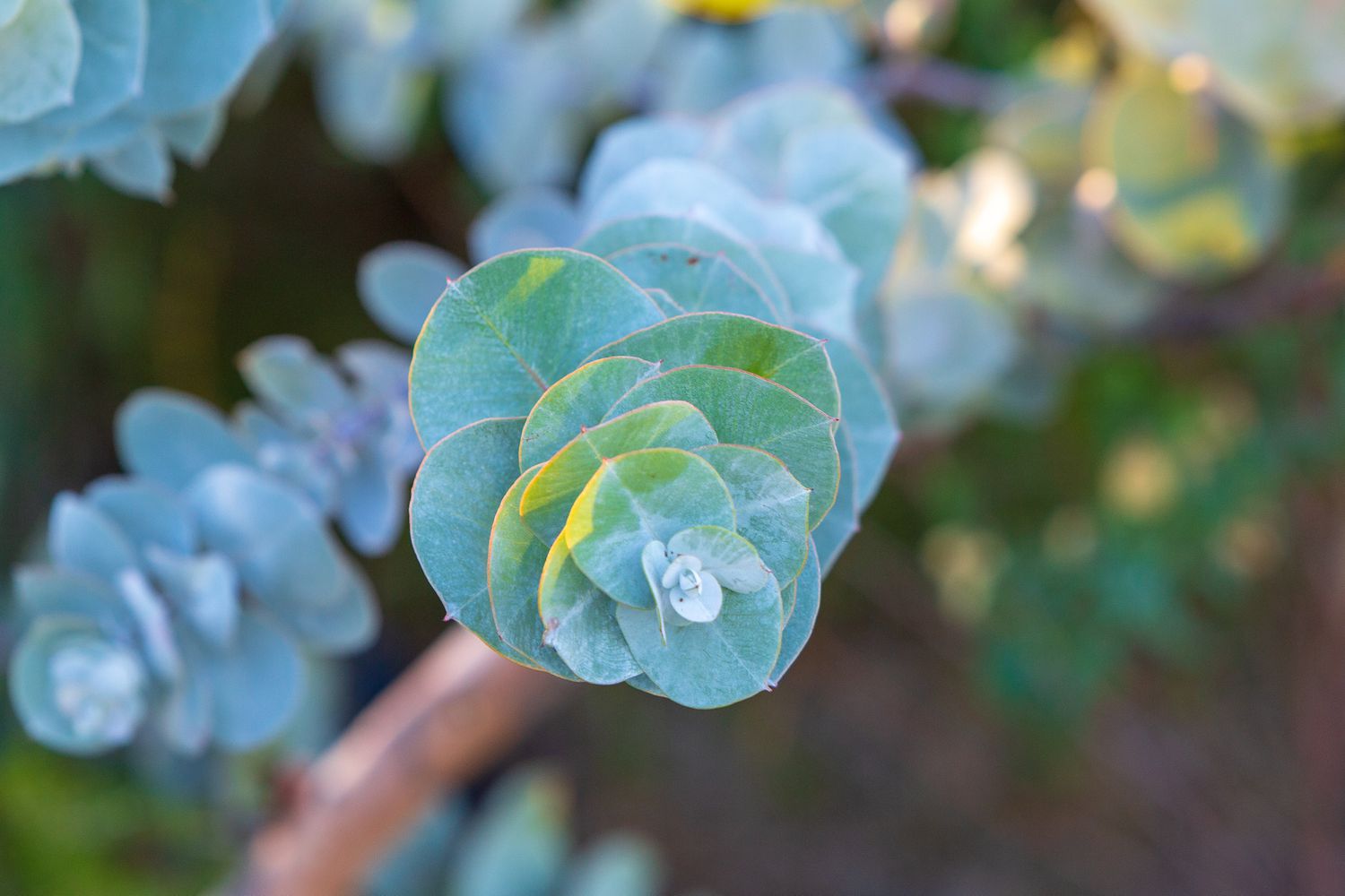 Eucalyptus Leaves