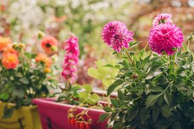 Potted flowering plants arranged outdoors vibrant blooms in planters
