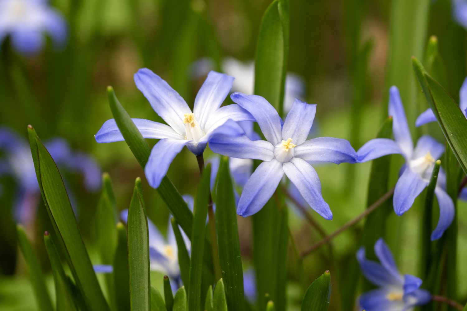 Closeup view of starshaped flowers growing among grass