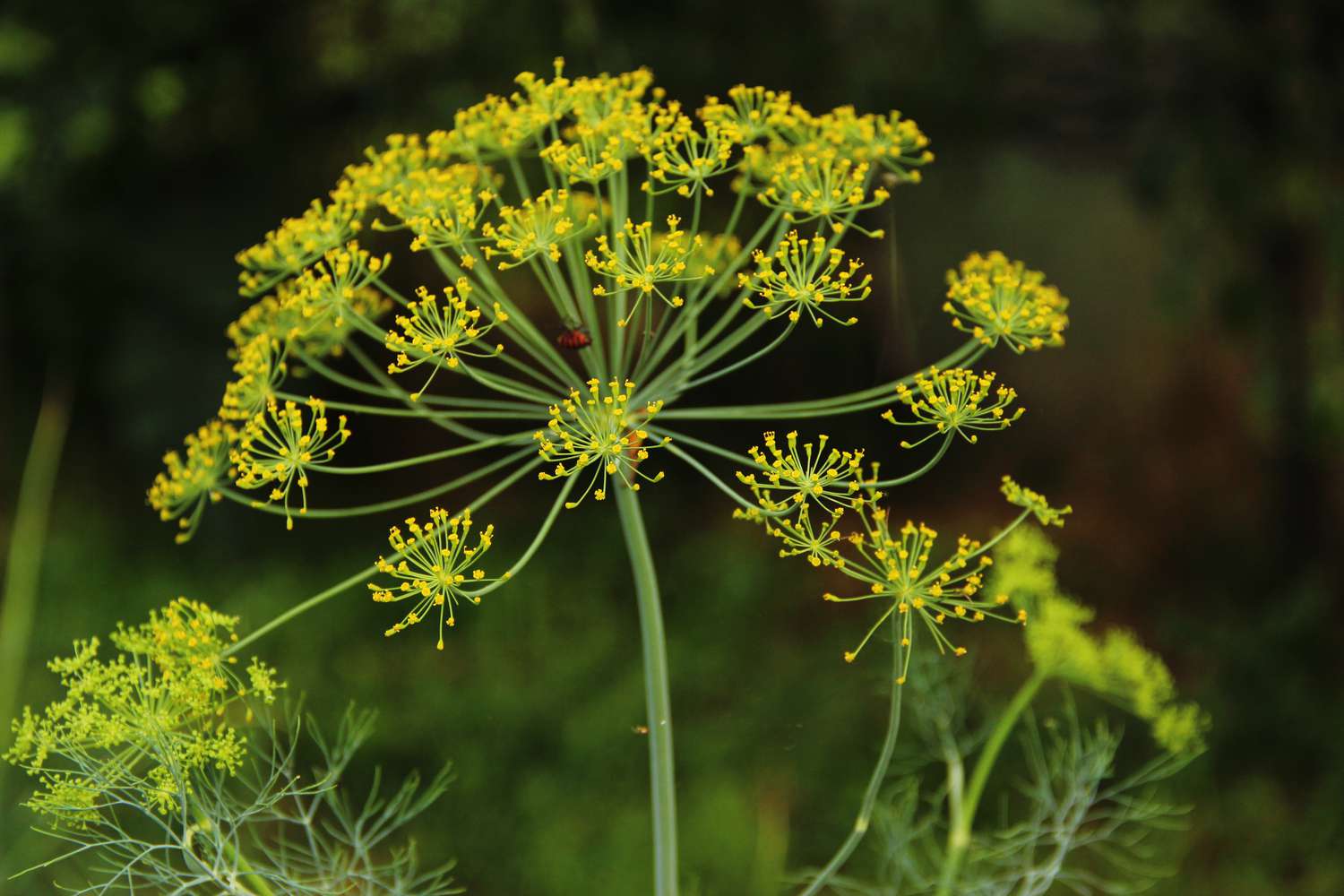 Fennel blooming yellow flowers.