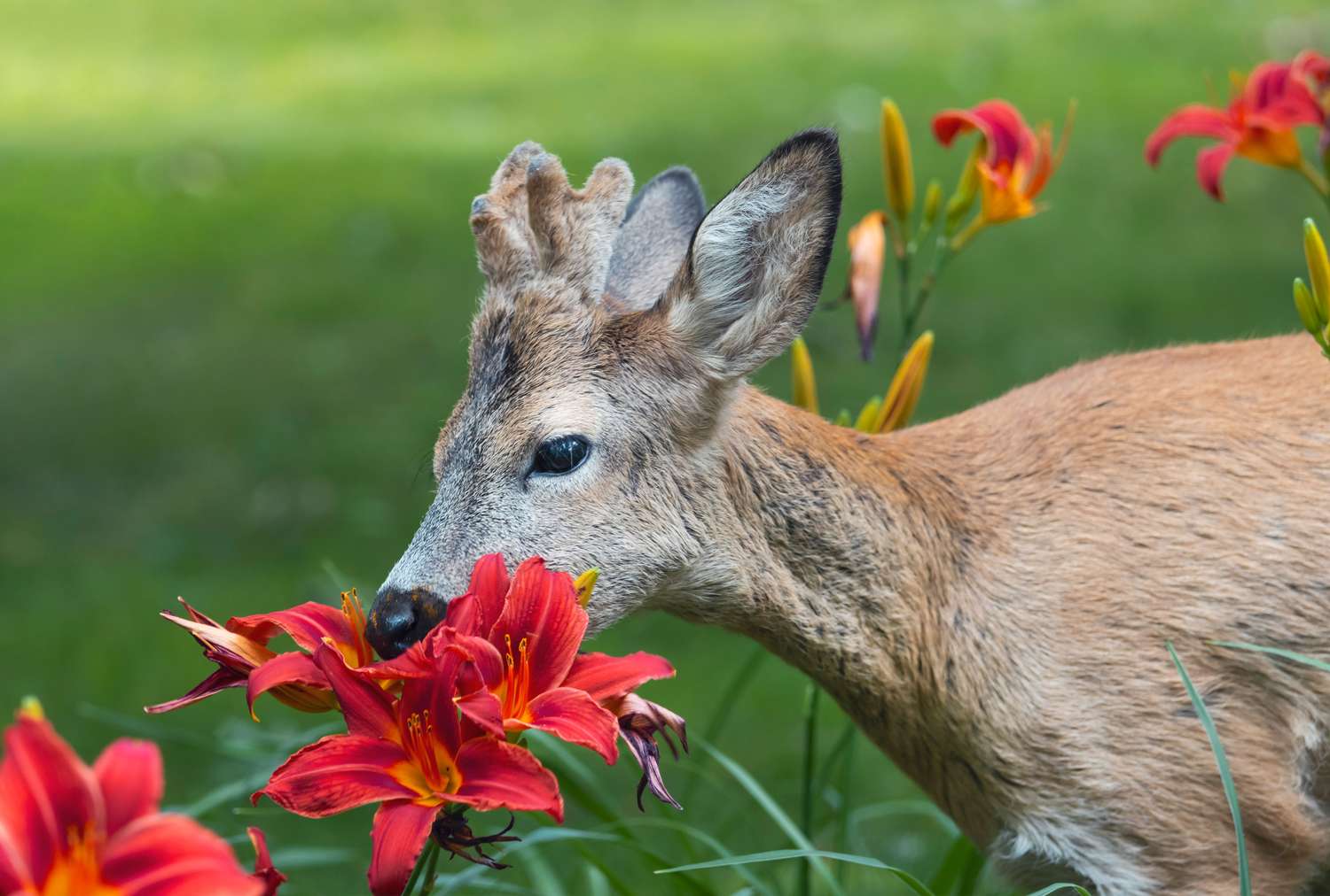 Deer eating a daylily