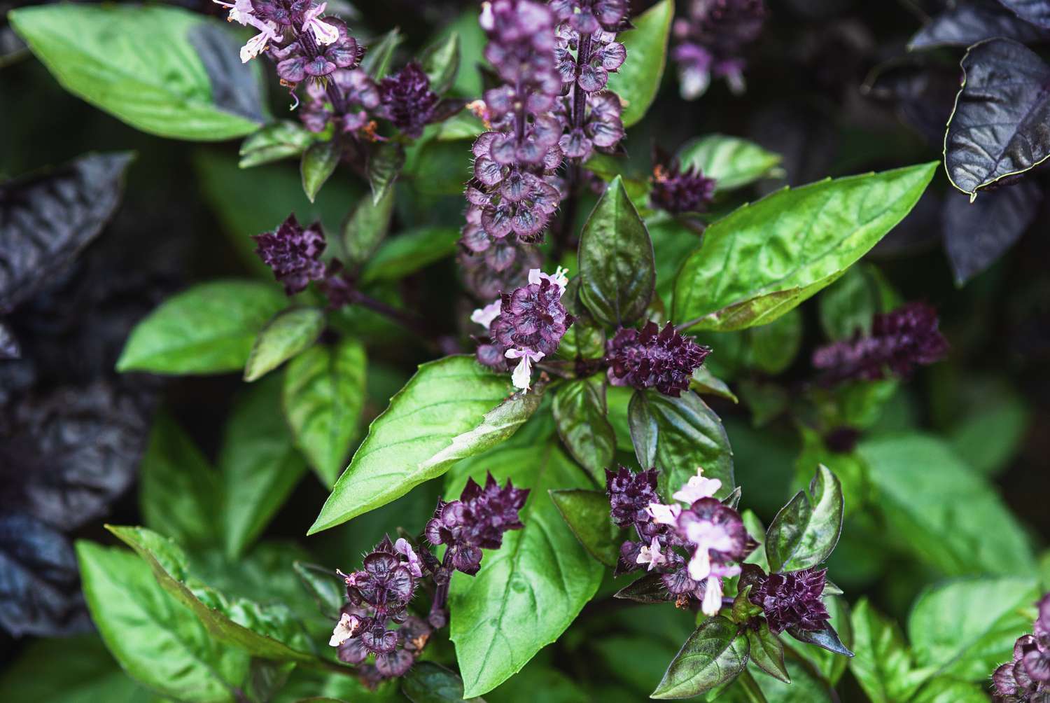 Cinnamon basil and plants with green leaves and purple flowers growing in garden