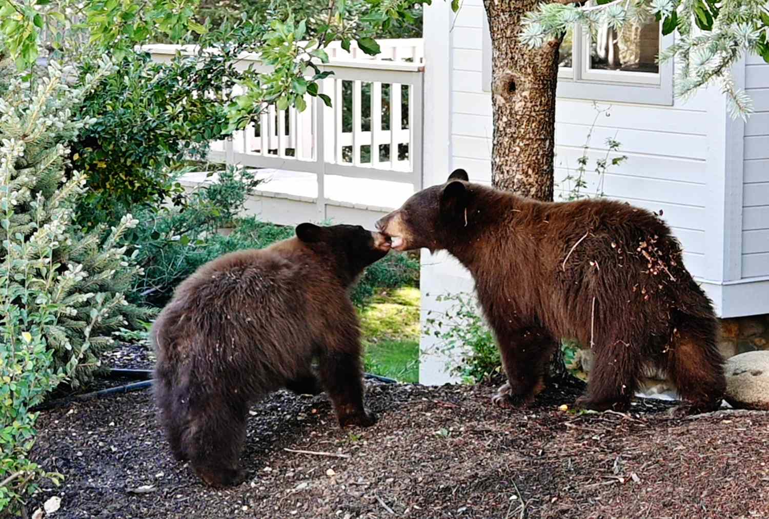 Two bears interacting near a white house in a wooded yard