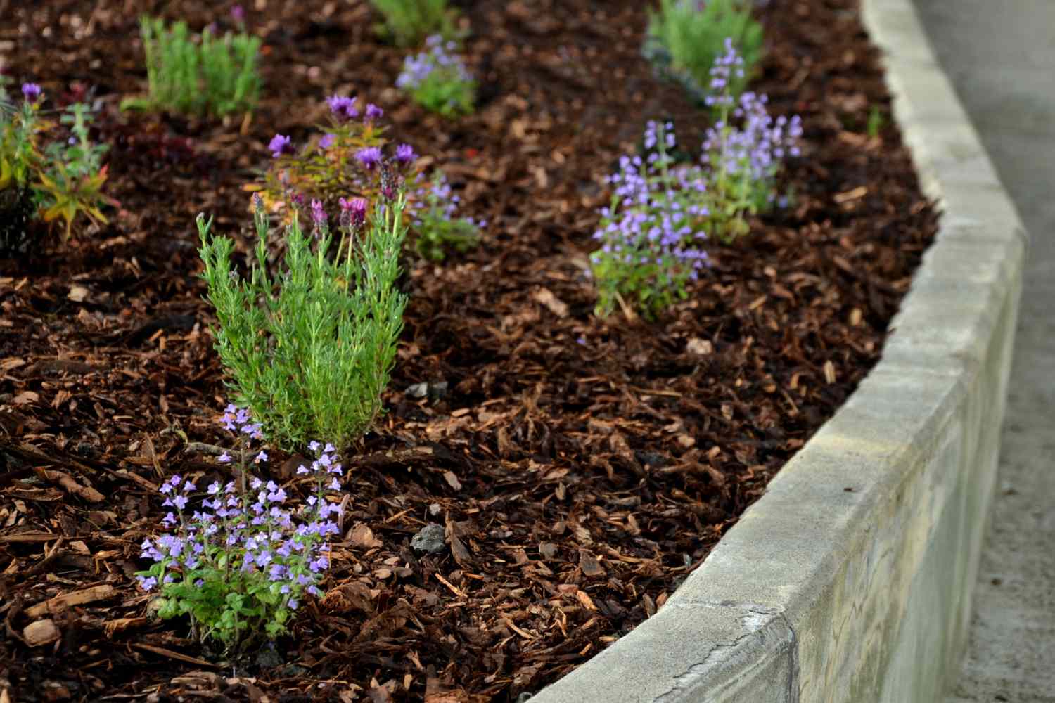 A garden bed with small flowering plants surrounded by mulch