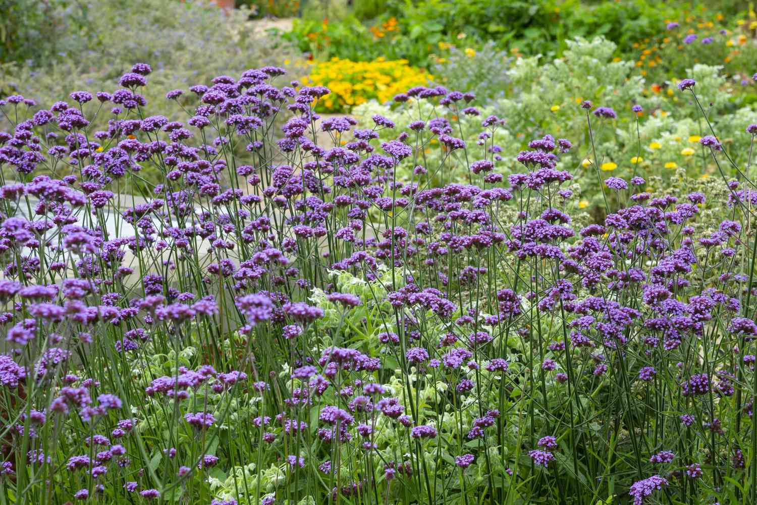 A tall perennial Verbena with rich purple flowers on wiry stems.