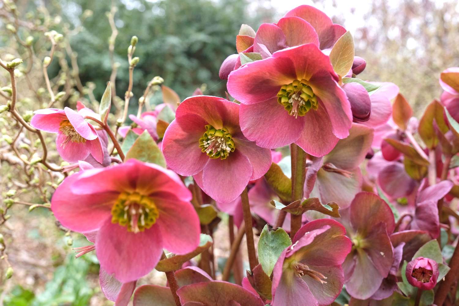 Closeup of pink flowers with green centers in an outdoor setting