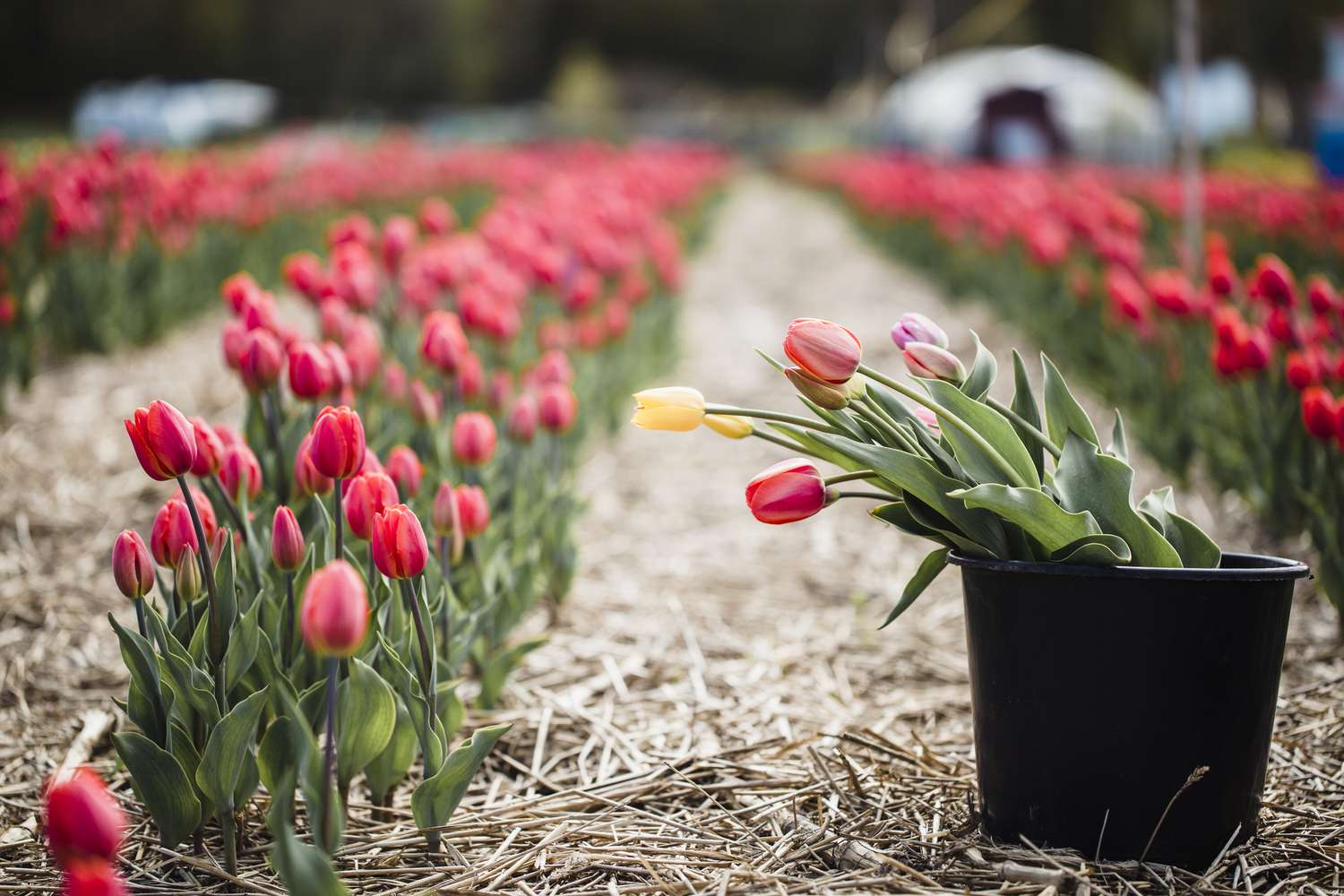 A blooming tulip field with neatly arranged rows and a black pail containing picked tulips