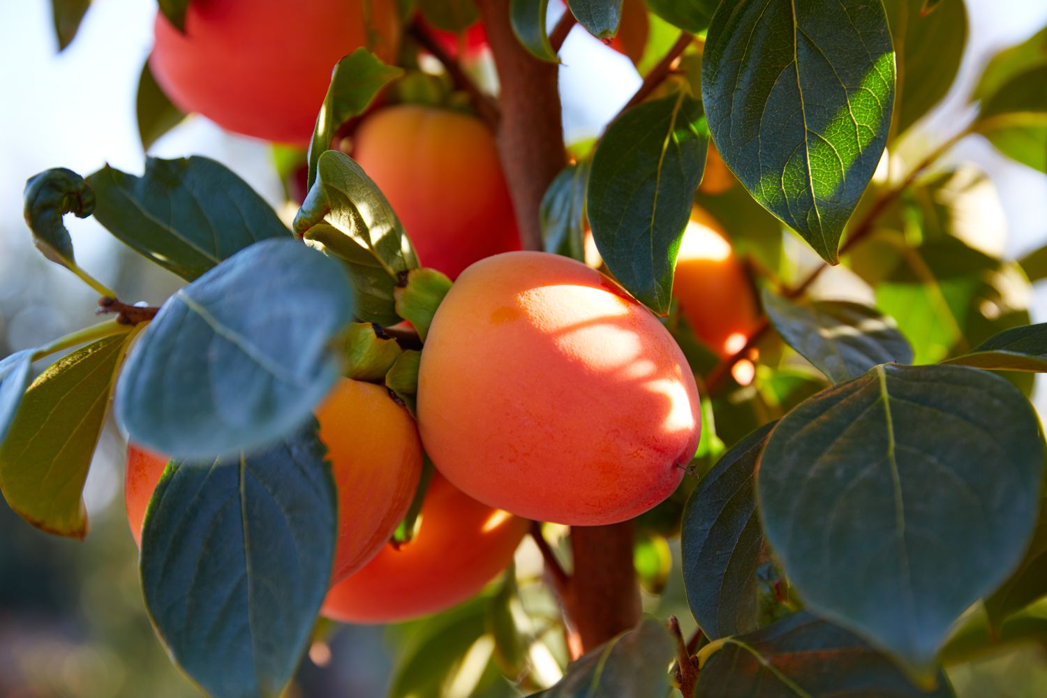 Ripe persimmons growing on a tree branch with surrounding leaves
