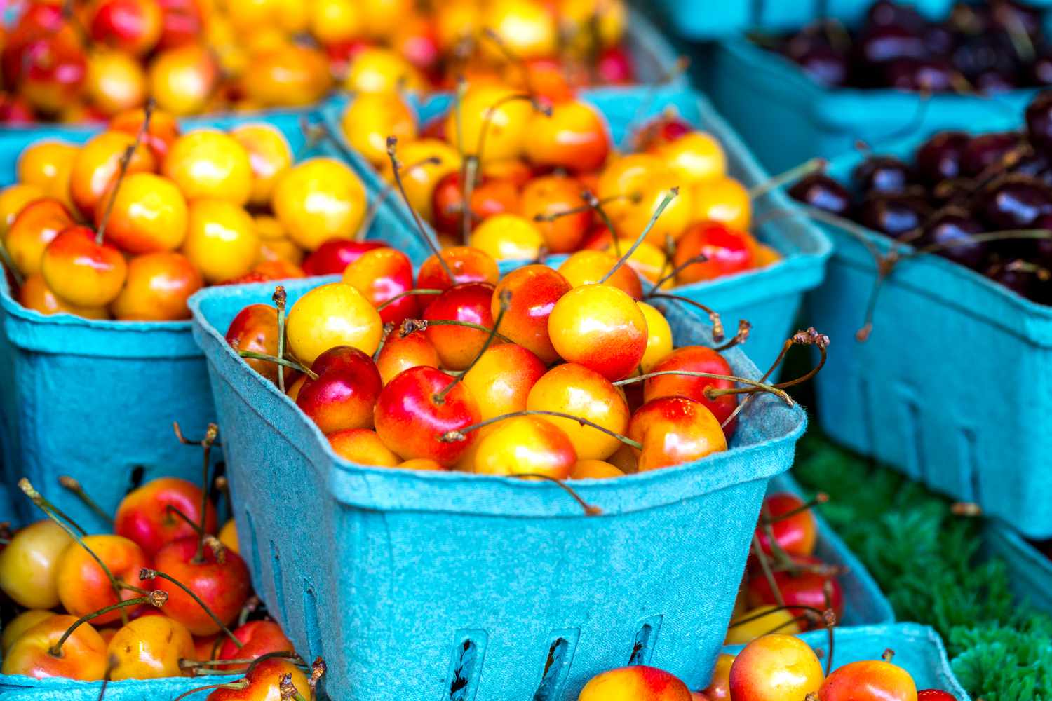 rainier cherries at the farmers market
