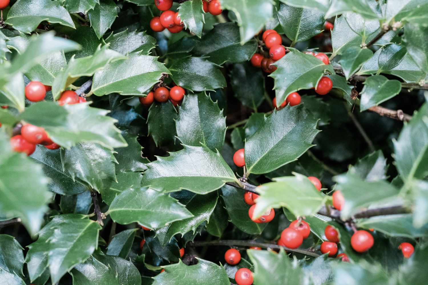 Close-up of a holly berry bush