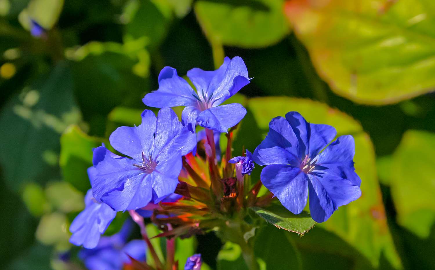 blue flowers plants on a green background in the garden
