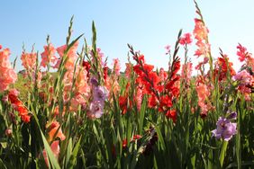 A field of blooming gladiolus flowers under a clear sky