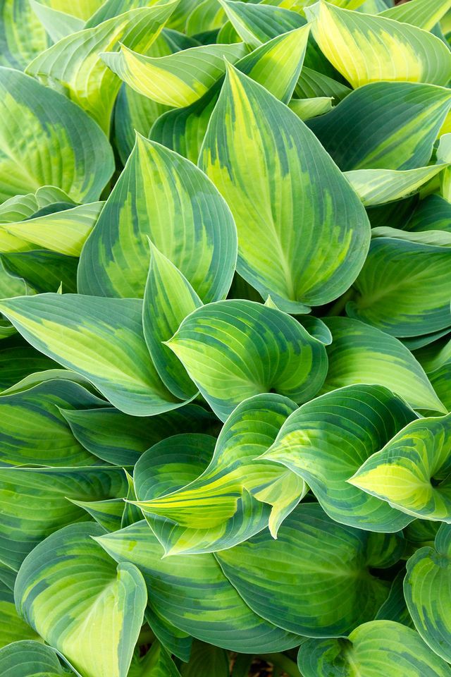June Hosta