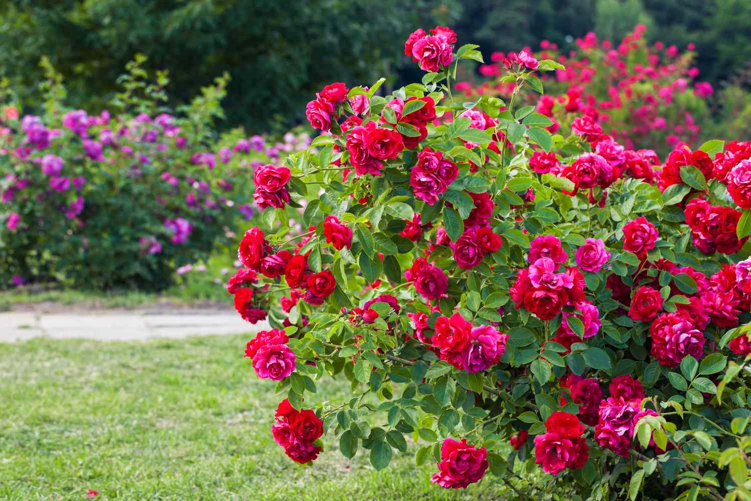 Red roses bush on garden landscape